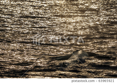 Sperm Whale head at sunset 63965921