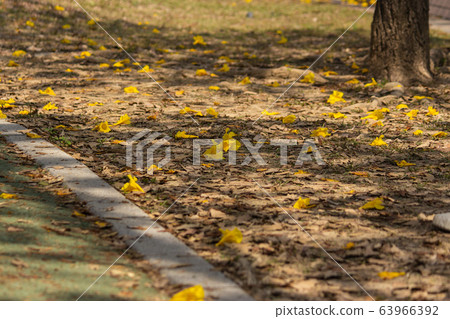 Spring sky, prosperity, yellow color, yellow flower style bell grass 63966392