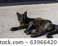 Black cat who turned around 63966420