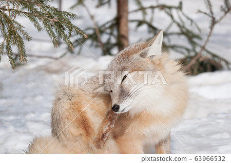 Young corsac fox scratches itself behind the ear. Young corsac fox scratches itself behind the ear. 63966532
