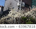 Plum 63967818