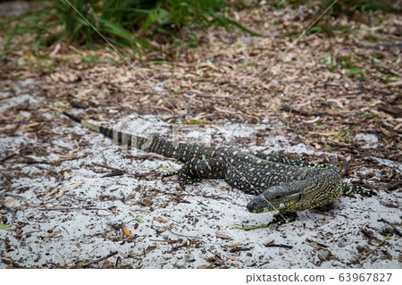 Monitor Lizard on Whitehaven Beach 63967827