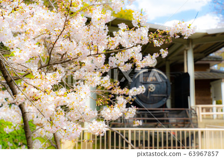 SL和櫻花 SL和櫻花 63967857