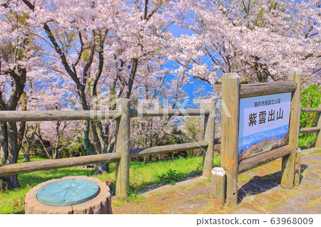 [香川縣]下滿山盛開的櫻花 63968009
