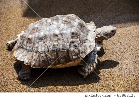 turtle 63968125