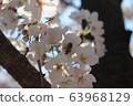 Cherry Blossom 63968129