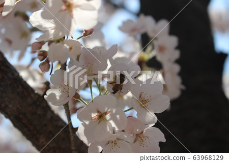 Cherry Blossom Cherry Blossom 63968129