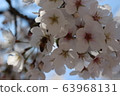 Cherry blossom and bee 63968131