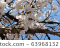 Cherry Blossom 63968132