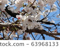branch 63968133