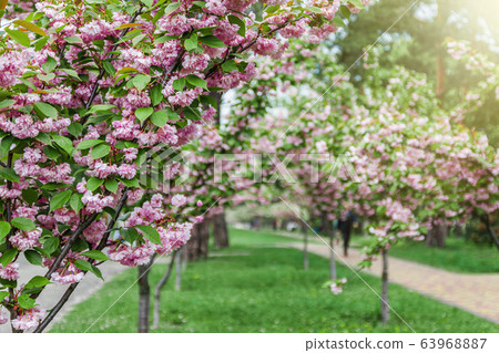 Park with an alley of young trees with blooming pink sakura in Ukraine, Kiev. Park with an alley of young trees with blooming pink sakura in Ukraine, Kiev. 63968887