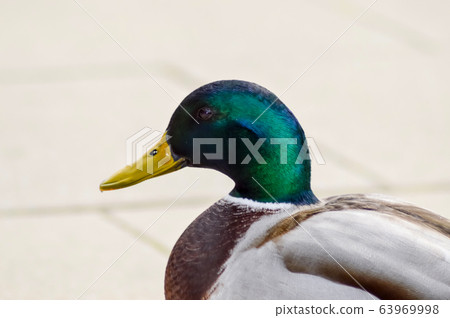 Mallard duck with a gray background Mallard duck with a gray background 63969998