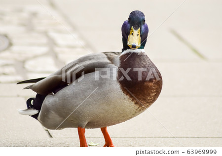 Mallard duck with a gray background Mallard duck with a gray background 63969999