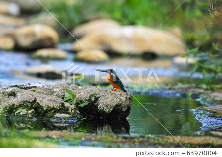 The colorful bird's station is located on the top of a stone. The colorful bird's station is located on the top of a stone. 63970004