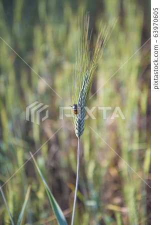 Nocif insect on barley ear on sunny day.  63970605