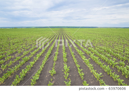 Beautiful agricultural field with beet growth 63970606