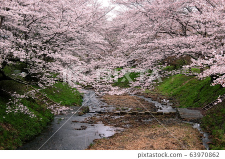 Cherry blossoms of Tamagawa Tsutsu Ikedo Kyoto prefecture 63970862