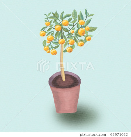 Houseplant citrus fruit tree illustration. 63971022