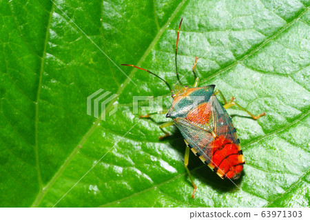 紅臭臭蟲（女） 63971303