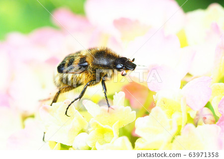 Hydrangea perch on hydrangea flower 63971358