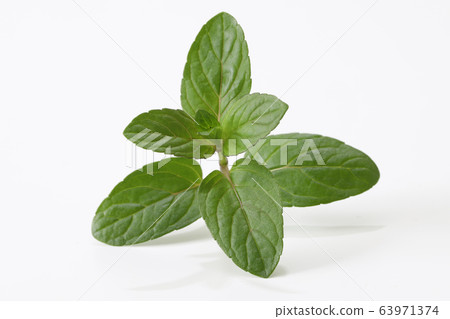 Peppermint leaf on white background Peppermint leaf on white background 63971374