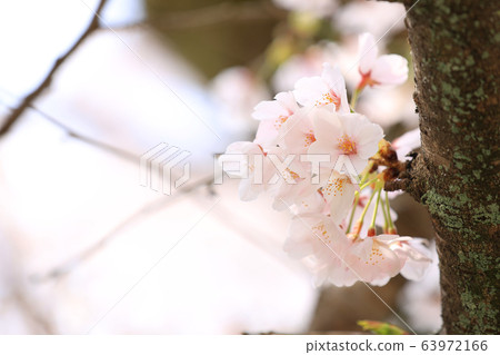 櫻花盛開。照片攝於：清水寺（京都） 63972166