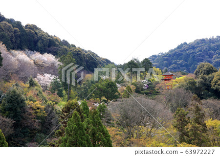 清水寺(京都)為基礎的三層寶塔和櫻花 清水寺(京都)為基礎的三層寶塔和櫻花 63972227