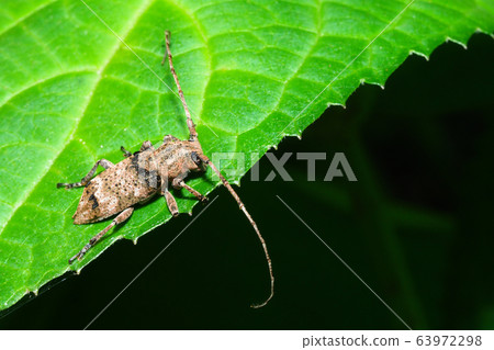 Togari Shilohobi鄉村山茶花 Togari Shilohobi鄉村山茶花 63972298