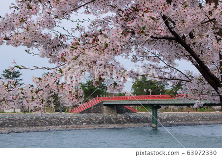 京都宇治川市的櫻花 京都宇治川市的櫻花 63972330