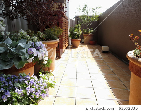 Veranda gardening 63972339