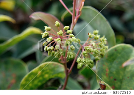 Hamasaruti玫瑰花朵 Hamasaruti玫瑰花朵 63972510