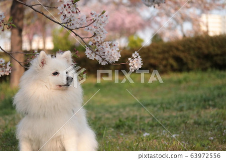 Cherry Blossoms And Japan Spitz Stock Photo