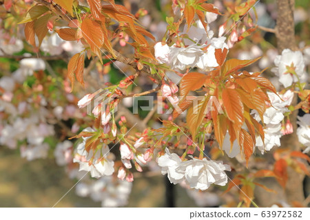靜香櫻花_鮮花和葉子 靜香櫻花_鮮花和葉子 63972582