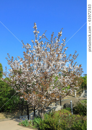 靜香櫻花 靜香櫻花 63972583