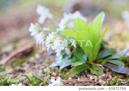 Saw flower with squirrel Saw flower with squirrel 63972789