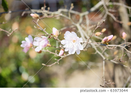 Flowers of Sidekobushi 63973044