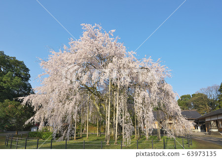 Weeping cherry tree at Asuwa Shrine 63973135