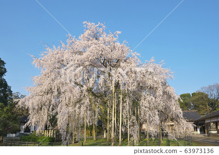 在Asuwa神社的垂枝櫻花 63973136