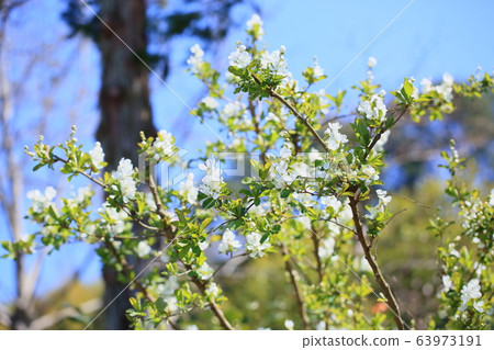 琉球白花 琉球白花 63973191