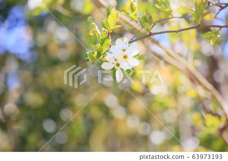 琉球白花 琉球白花 63973193