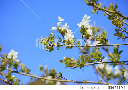 琉球白花 琉球白花 63973194