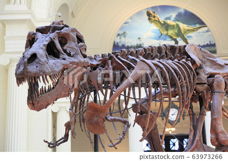 Sue, the most complete Tyrannosaurus Rex (T-Rex dinosaur) fossil skeleton in the world on display at the Field Museum 63973266