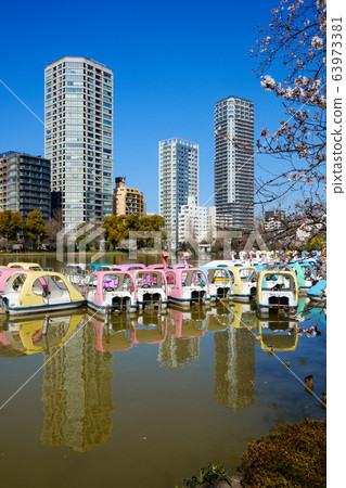 櫻花盛開在上野，櫻花盛開 63973381