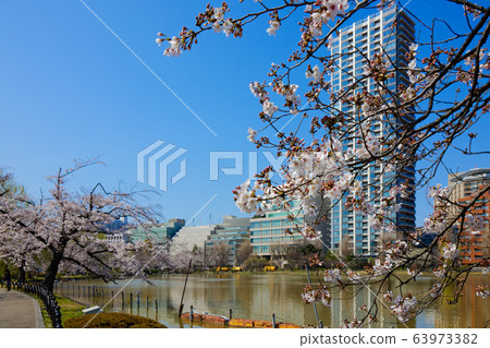 櫻花盛開在上野，櫻花盛開 63973382