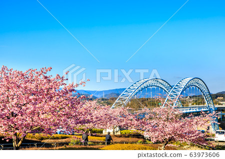 心齋橋和川津櫻[長崎縣西海市] 63973606