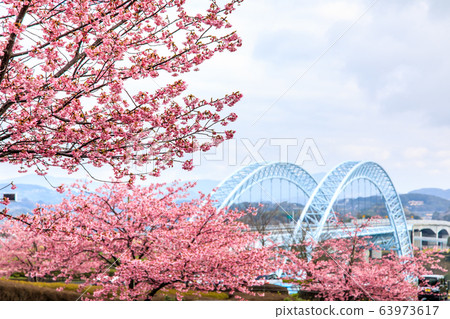 心齋橋和川津櫻[長崎縣西海市] 63973617