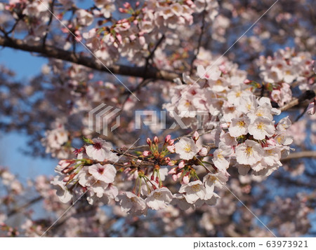Cherry Blossoms Cherry Blossoms 63973921