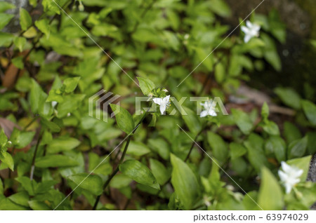 Tokiwa Tsukusa Tokiwa Tsukusa 63974029