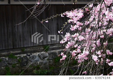 Image of spring: Sakura in Gion Shirakawa, Kyoto Image of spring: Sakura in Gion Shirakawa, Kyoto 63974144