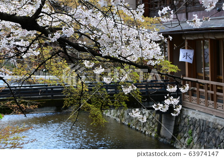 春天的京都Kyoto園白川櫻花的圖像平靜的風景 63974147
